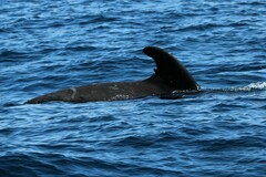 Globicephala macrorhynchus