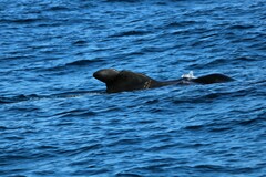 Globicephala macrorhynchus