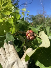 Andricus quercusstrobilanus
