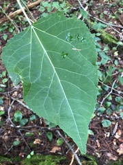Populus balsamifera