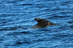 Globicephala macrorhynchus