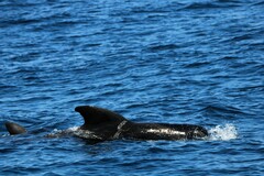 Globicephala macrorhynchus