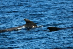 Globicephala macrorhynchus