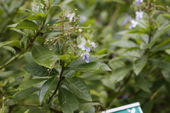 Rotheca myricoides
