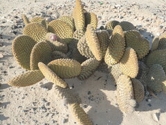 Opuntia microdasys