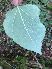 Populus balsamifera