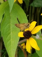 Atalopedes campestris