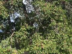 Malus baccata