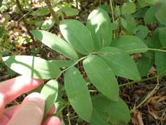 Polygonatum