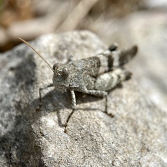 Oedipoda germanica