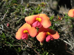 Gompholobium polymorphum