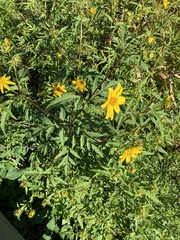 Bidens polylepis