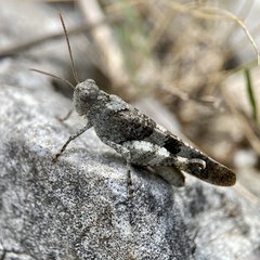 Oedipoda germanica