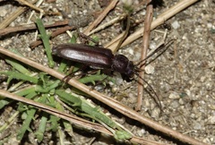 Arhopalus ferus