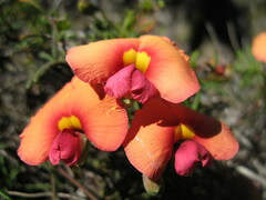 Gompholobium polymorphum