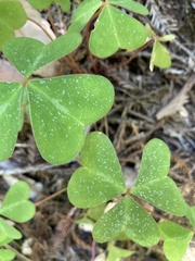Oxalis oregana