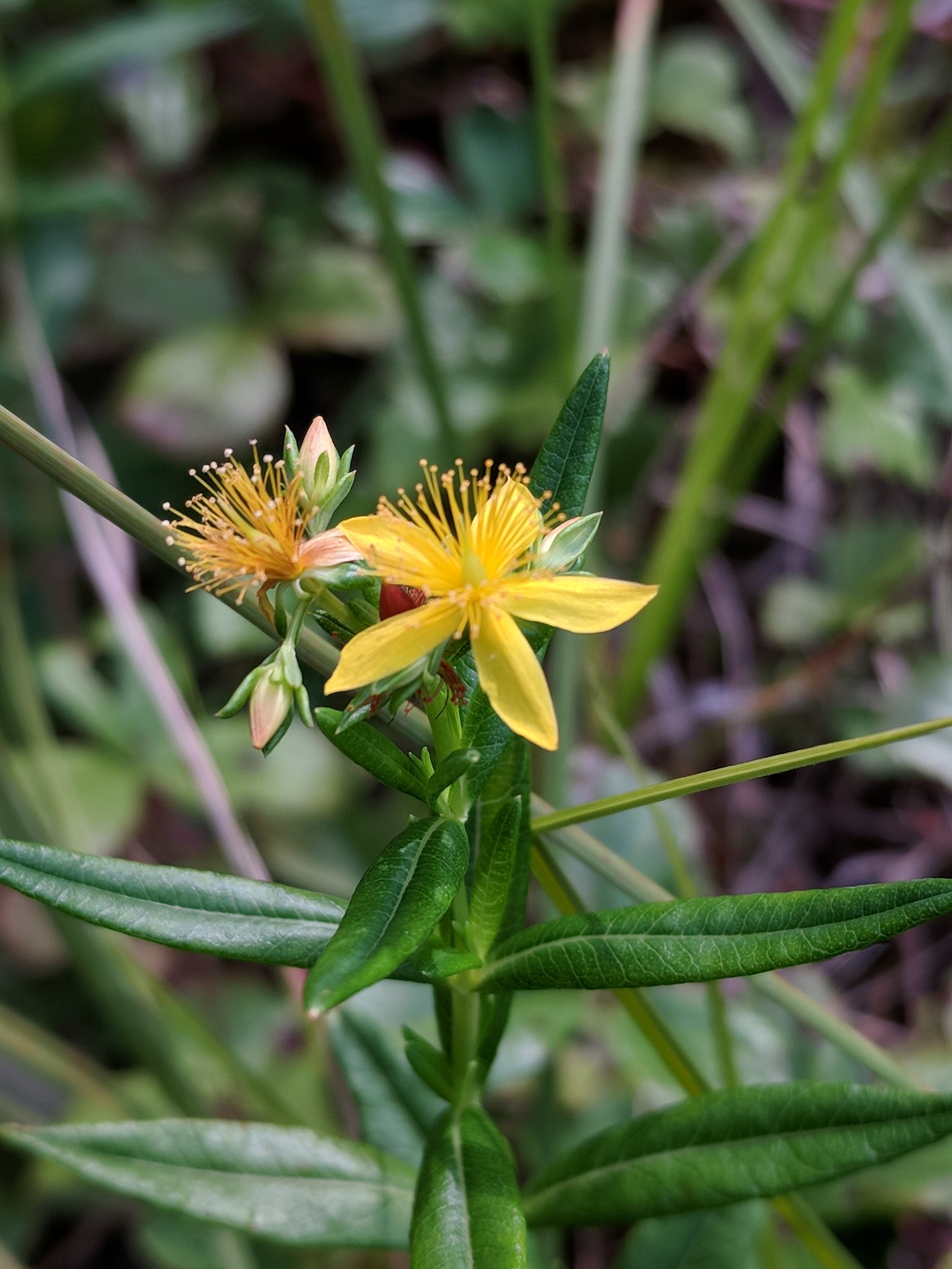 Hypericum adpressum