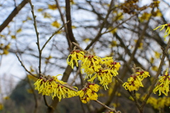 Hamamelis mollis