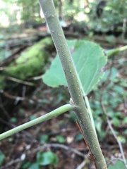 Populus balsamifera