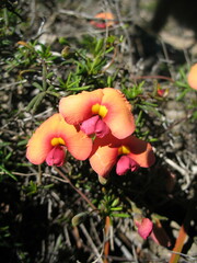 Gompholobium polymorphum