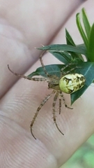 Metellina segmentata