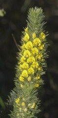 Aspalathus asparagoides