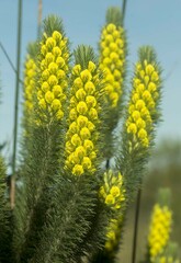 Aspalathus asparagoides