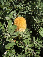 Banksia media