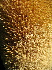 Banksia media