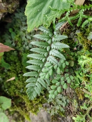 Polystichum xiphophyllum