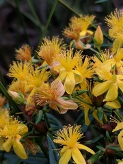 Hypericum adpressum