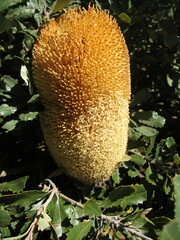 Banksia media