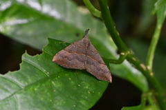 Hypena obacerralis
