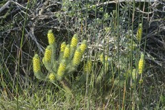Aspalathus asparagoides