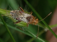 Rhopalus subrufus