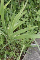 Iris domestica