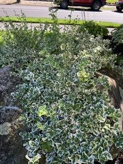 Euonymus