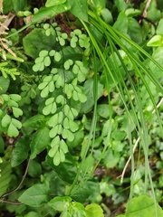 Adiantum erythrochlamys