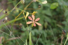 Iris domestica