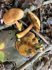 Chalciporus