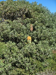 Banksia media
