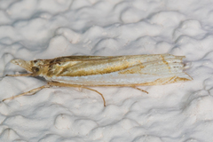 Crambus sperryellus