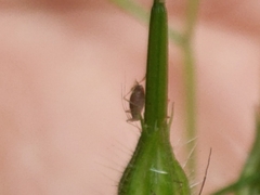 Macrosiphum rosae