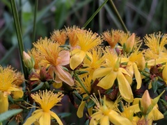 Hypericum adpressum