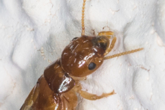 Incisitermes fruticavus