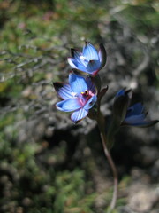 Thelymitra occidentalis