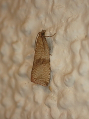 Celypha striana