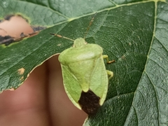 Palomena viridissima