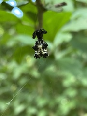 Micrathena gracilis