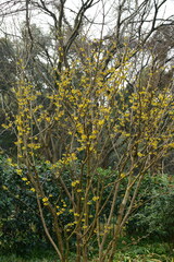 Hamamelis mollis